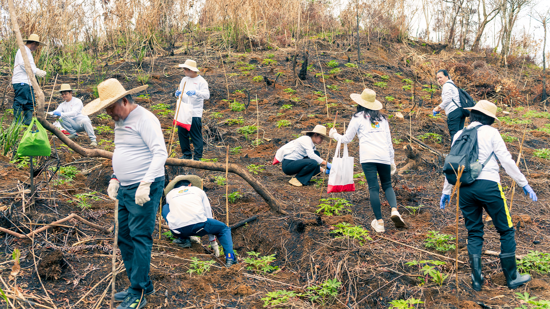 Edited actual tree planting hfi june 2026